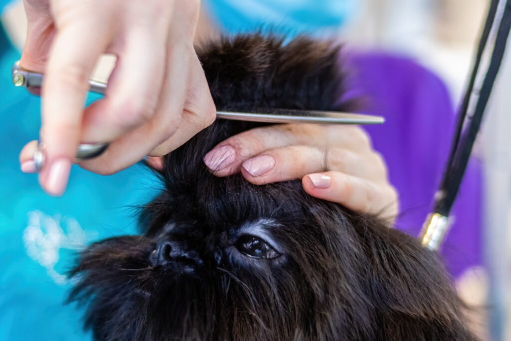 how long does it take to become a dog groomer