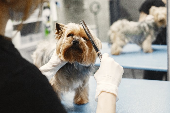 how long does it take to become a dog groomer