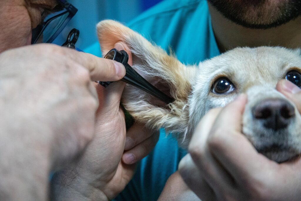 how to become a vet assistant