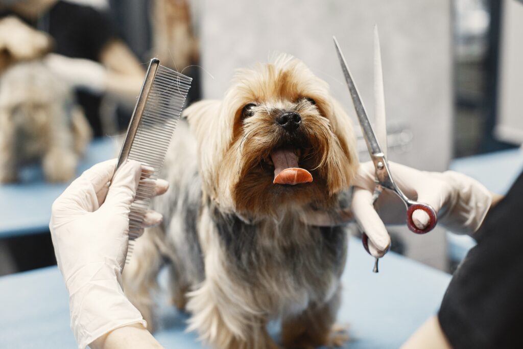 how long does it take to become a dog groomer