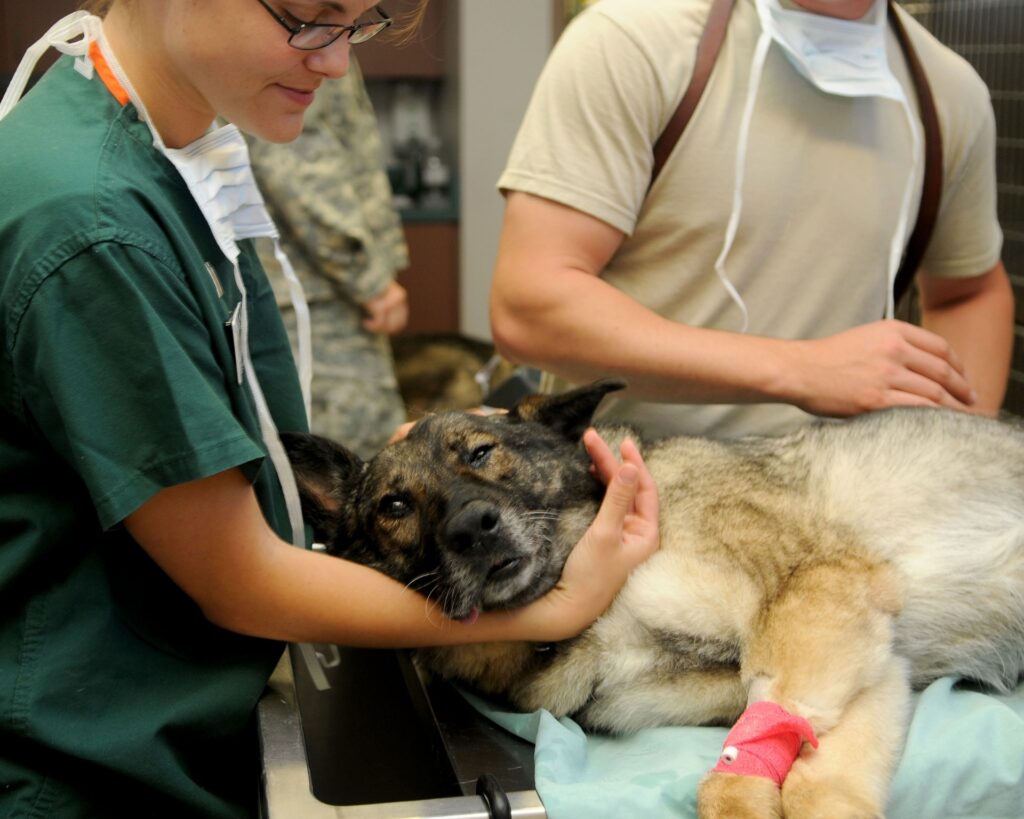 how to become a vet assistant